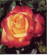 unknow artist Still life floral, all kinds of reality flowers oil painting  112